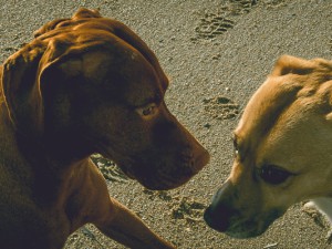 SERVICE_einreisebest_dansk_vorschau